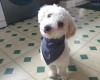 Poochon