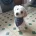 Poochon