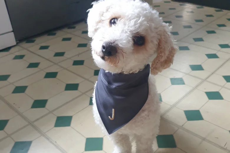 Poochon