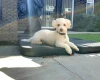 Poochon