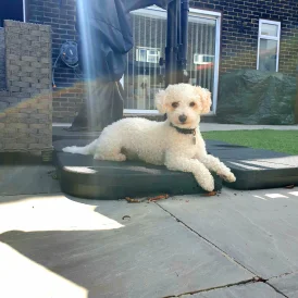 Poochon
