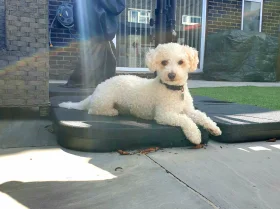 Poochon