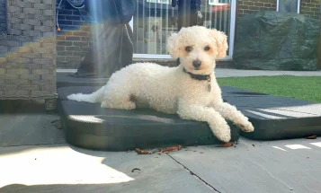 Poochon