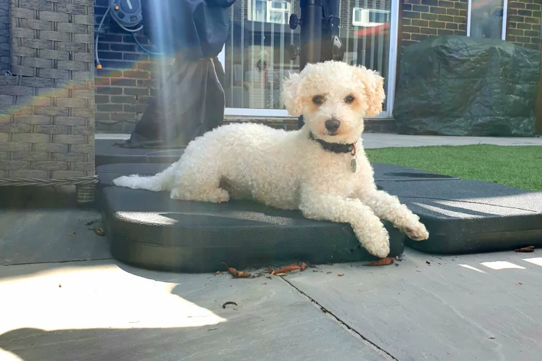 Poochon