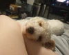 Poochon