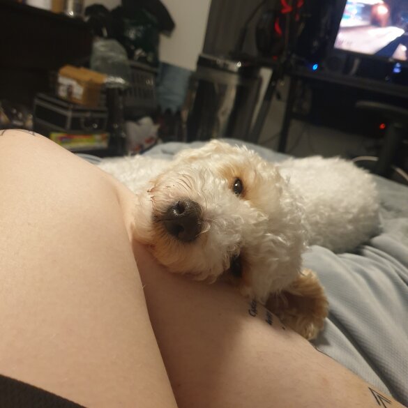 Poochon