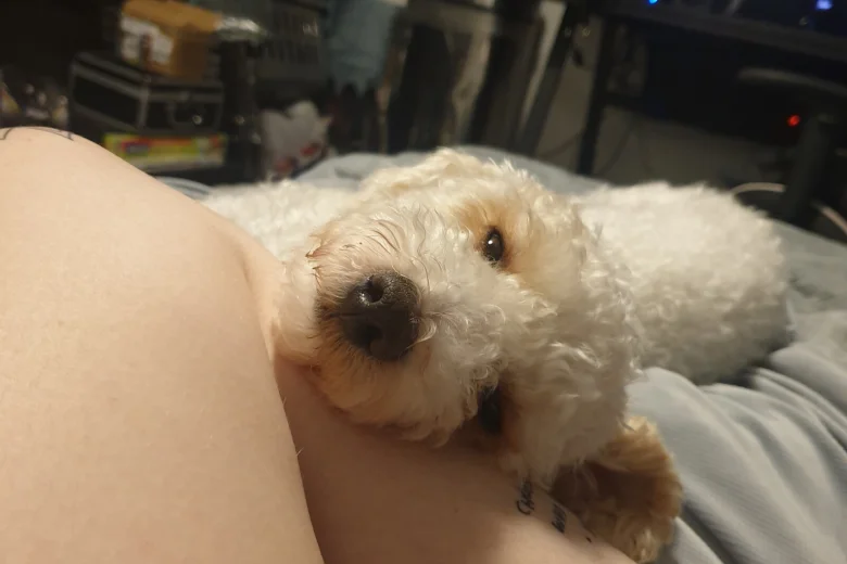 Poochon