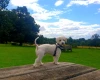 Poochon