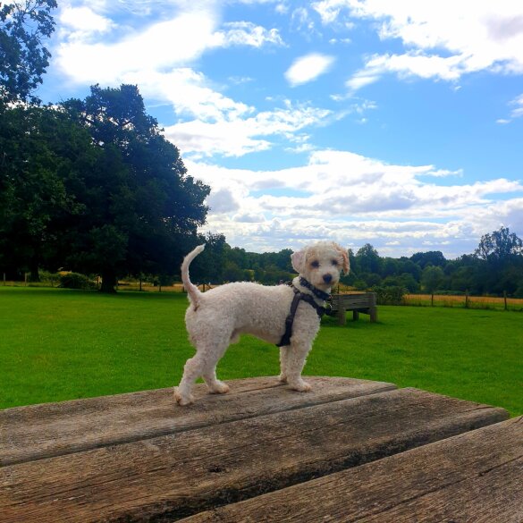 Poochon