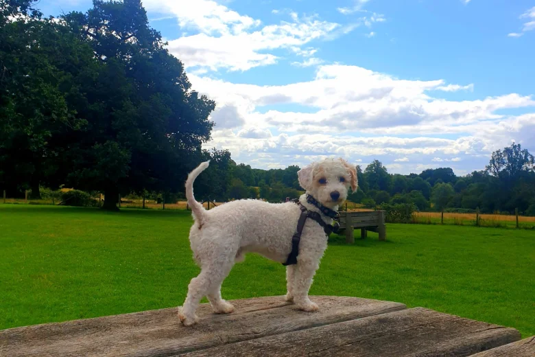Poochon