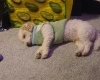 Poochon