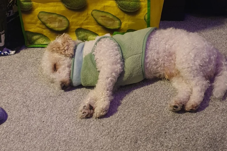 Poochon