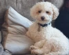 Poochon