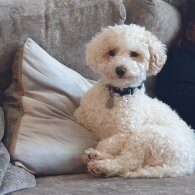 Poochon