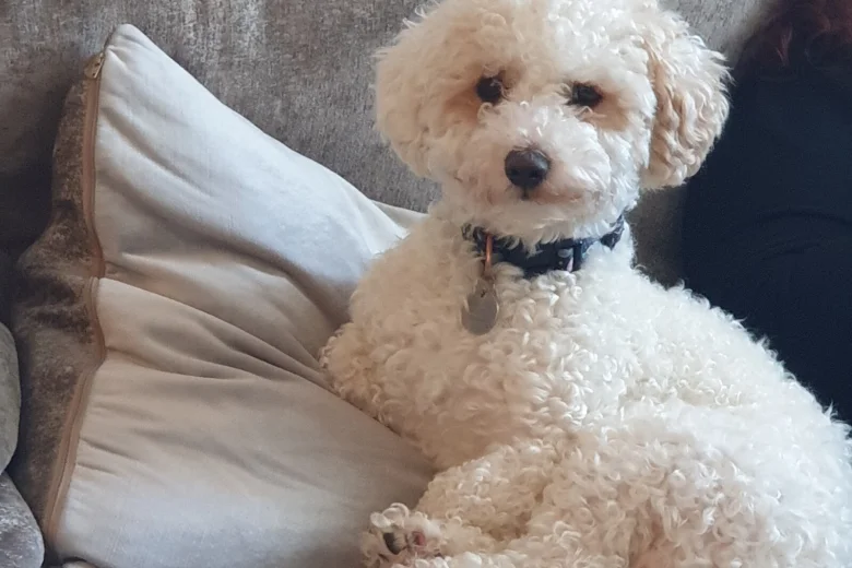 Poochon