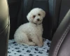 Poochon