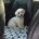 Poochon