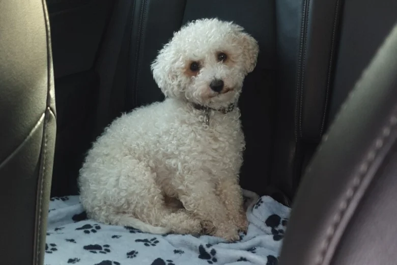 Poochon