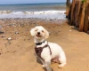 Poochon