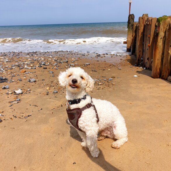 Poochon