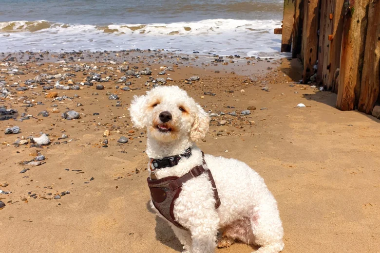 Poochon
