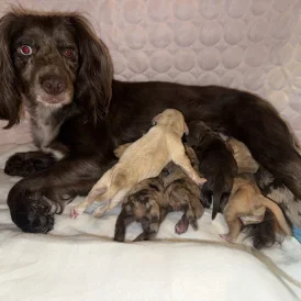 Cocker Spaniel (Working &amp; Show) - Both