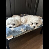 Bichon Frise - Both
