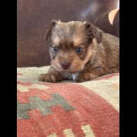 Biewer Terrier - Both