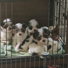 Biewer Terrier - Both