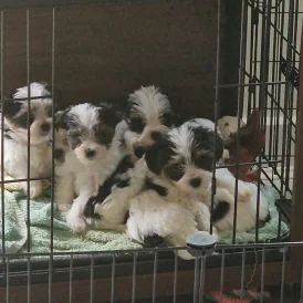 Biewer Terrier - Both