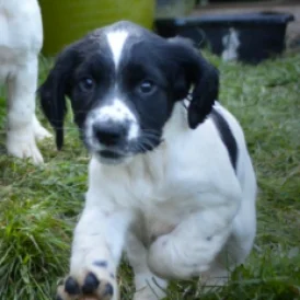 English Springer Spaniel - Both