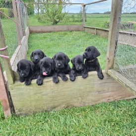 Labrador Retriever - Dogs