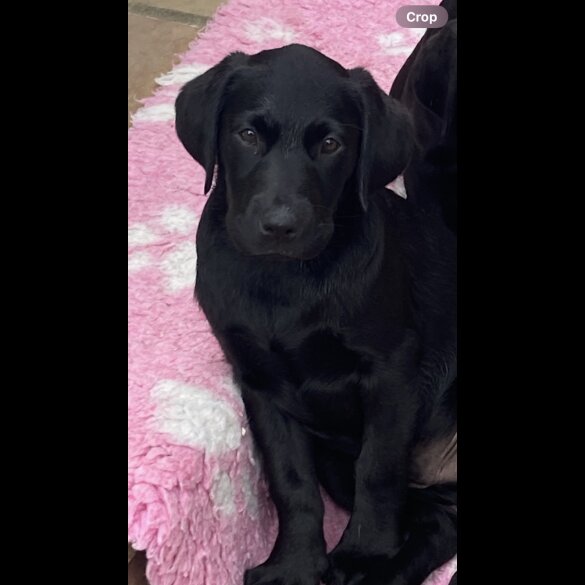 Labrador Retriever - Both