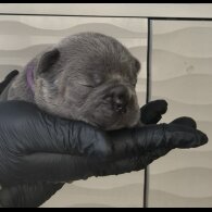 French Bulldog - Bitches