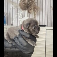 French Bulldog - Bitches