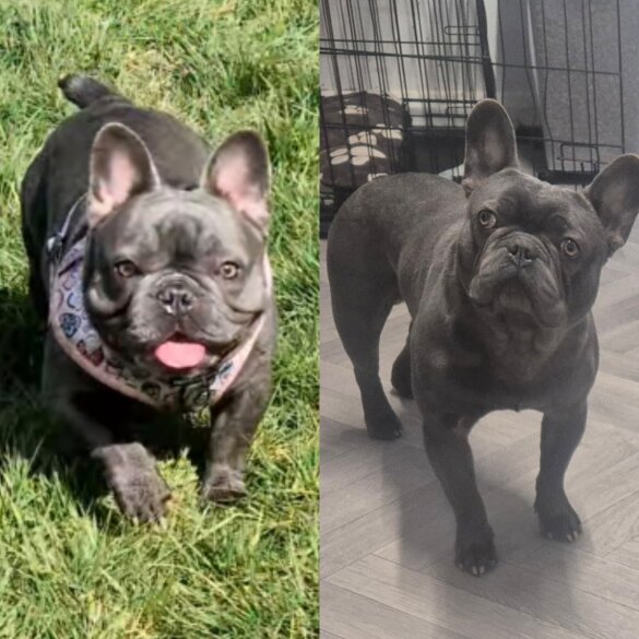 French Bulldog - Bitches