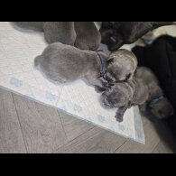 French Bulldog - Bitches
