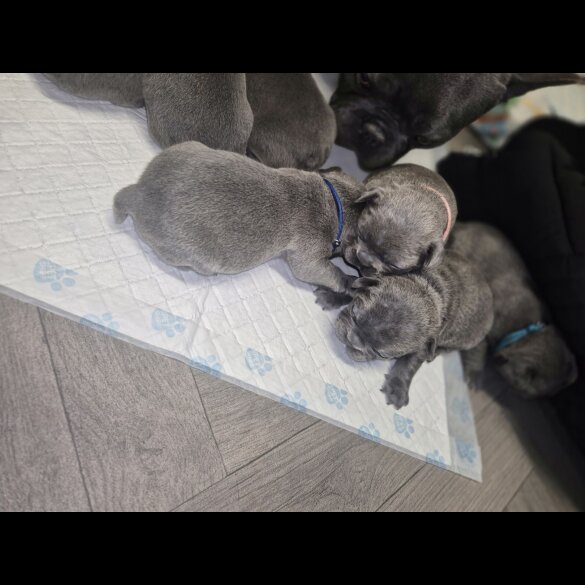 French Bulldog - Bitches