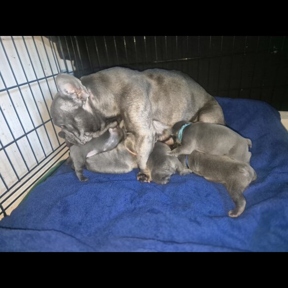 French Bulldog - Bitches