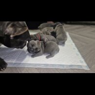 French Bulldog - Bitches