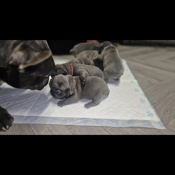 French Bulldog - Bitches