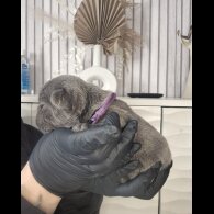 French Bulldog - Bitches