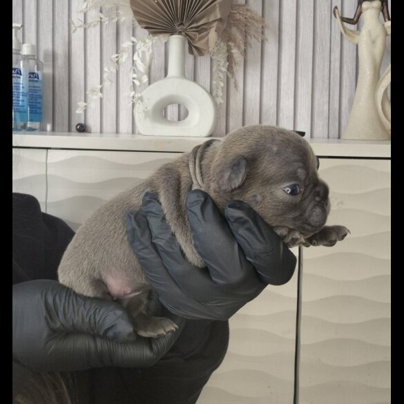 French Bulldog - Bitches