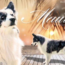 Border Collie
