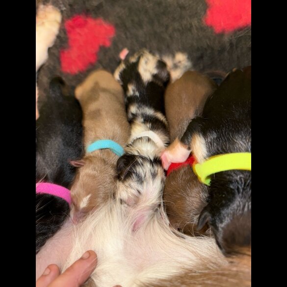 Border Collie