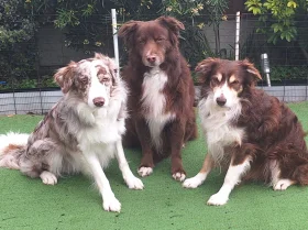 Border Collie