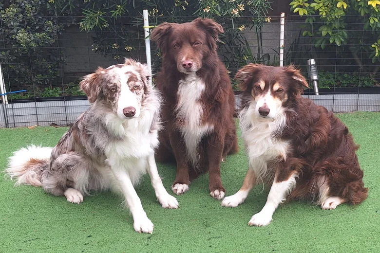 Border Collie