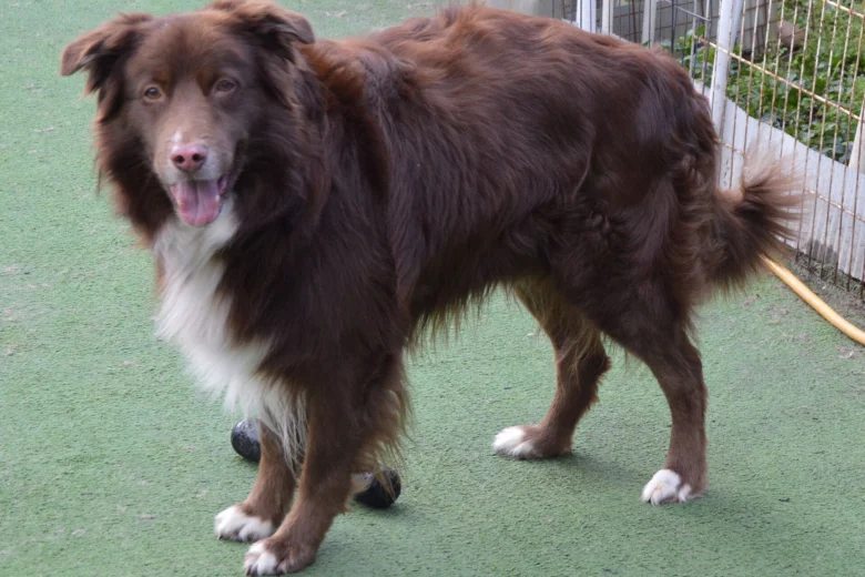 Border Collie