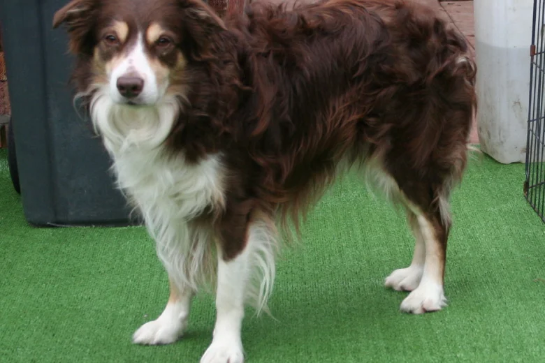 Border Collie