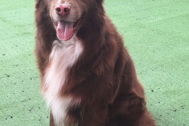 Border Collie